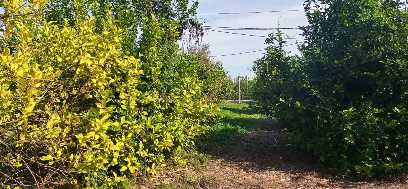 Wohnbaugrundstück zum Verkauf in Pedanías Oeste, imagen 6
