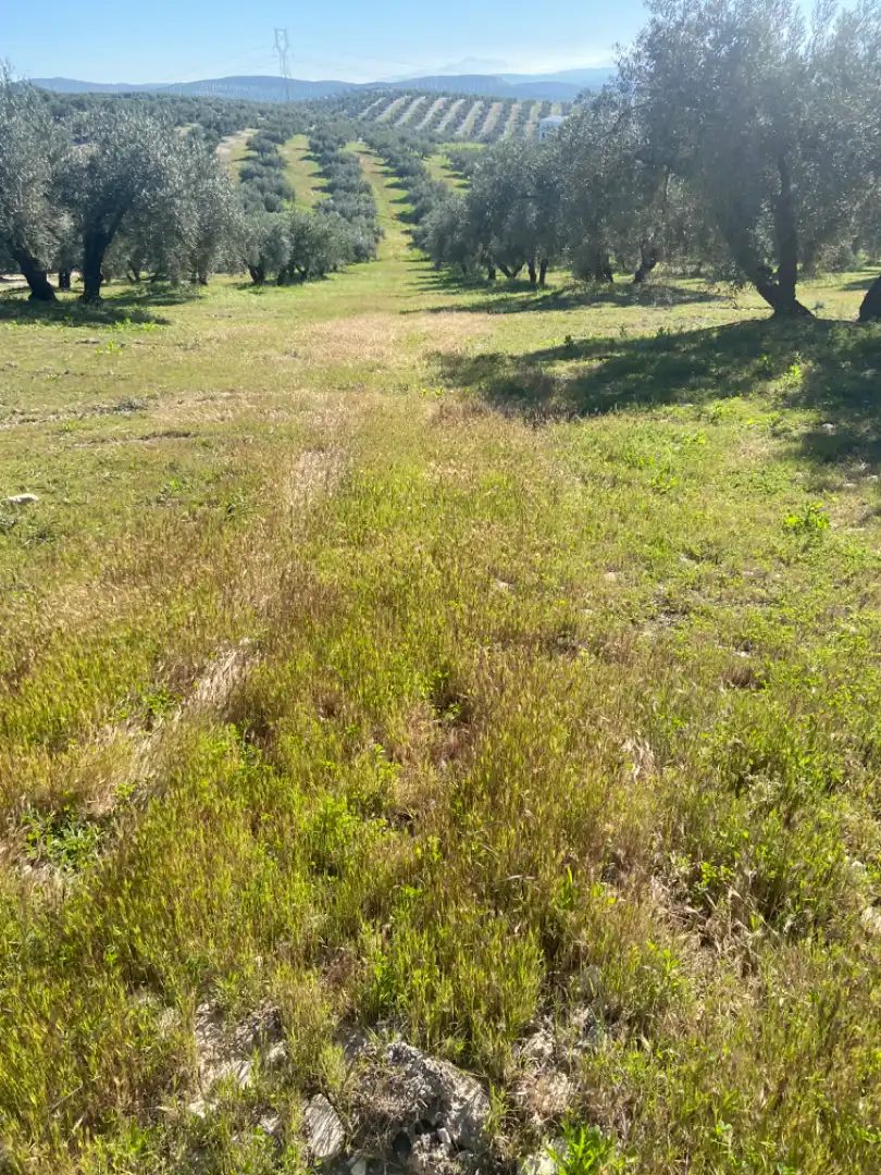 Terreno en venta en Baena