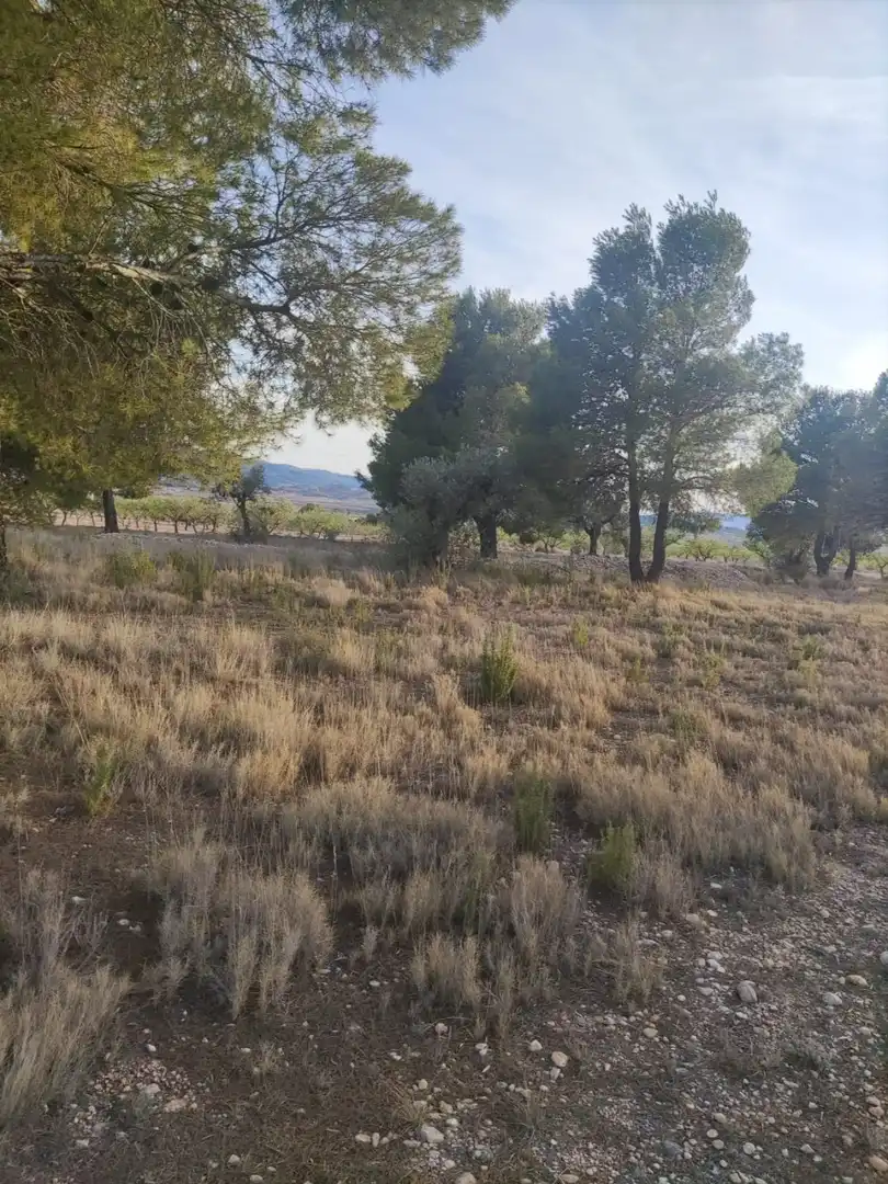 Terreno rústico en venta en El Pinós / Pinoso, imagen 8