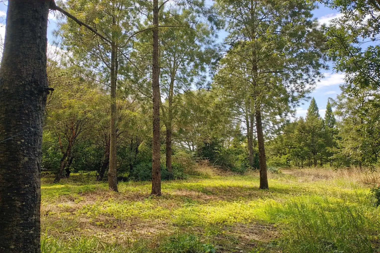 Country homes for sale in Chiclana de la Frontera