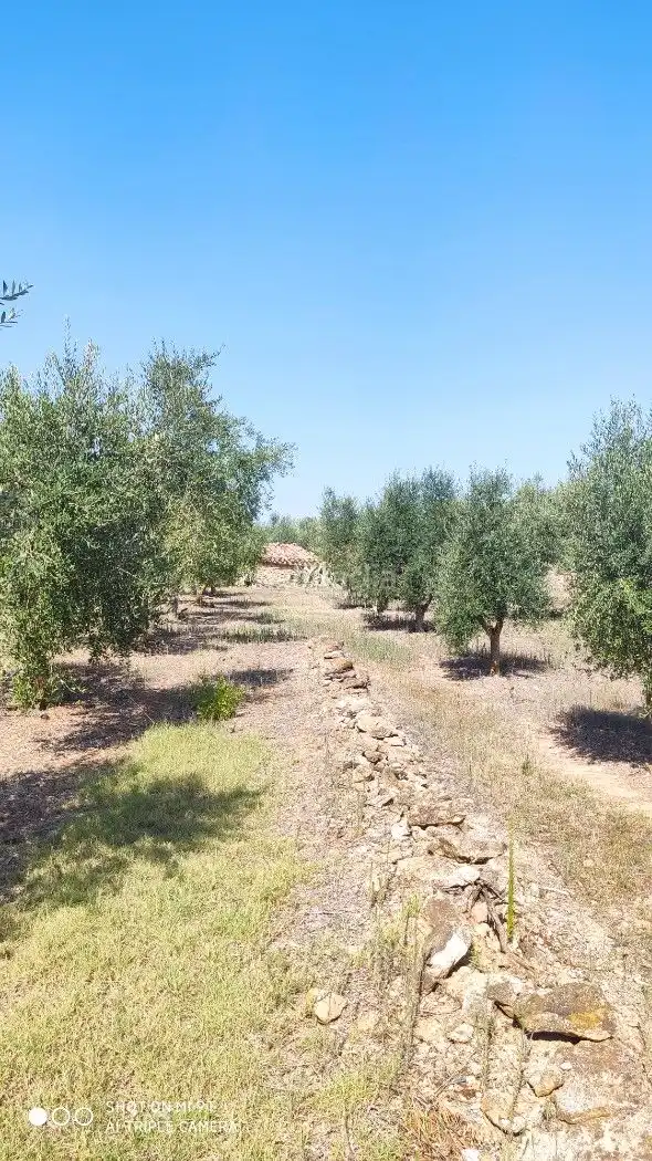 Rural land for sale in Carrer de la Muntanya 1, imagen 4