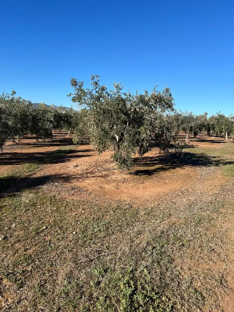 Terrain rustique à vendre à Luque, imagen 3