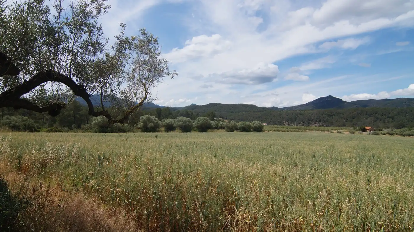 Terreno en venta en Ginestar