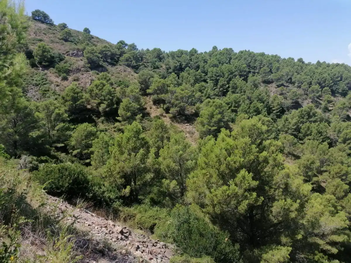 Grundstücke und Bauplätze zum Verkauf in Puig Rodo, imagen 6