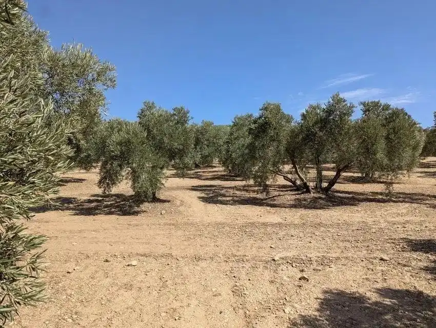 Terrenys i solars en venda a Zona de la Vega, imagen 3