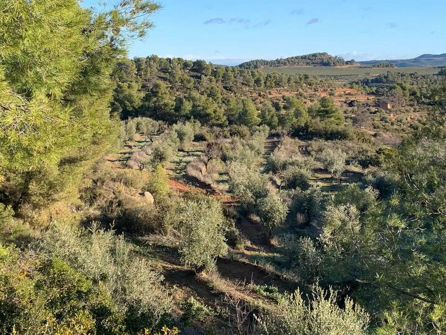 Terreno rustico in vendita a Juncosa, imagen 7