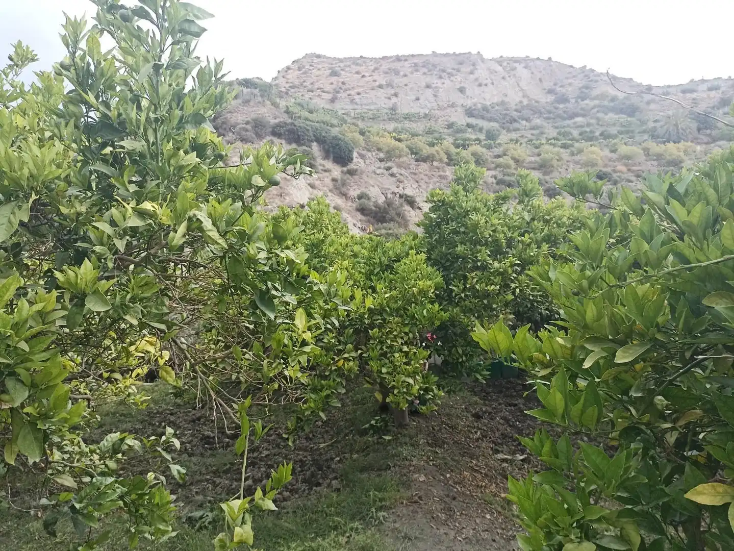 Terreny rústic en venda a molino del medio, imagen 6