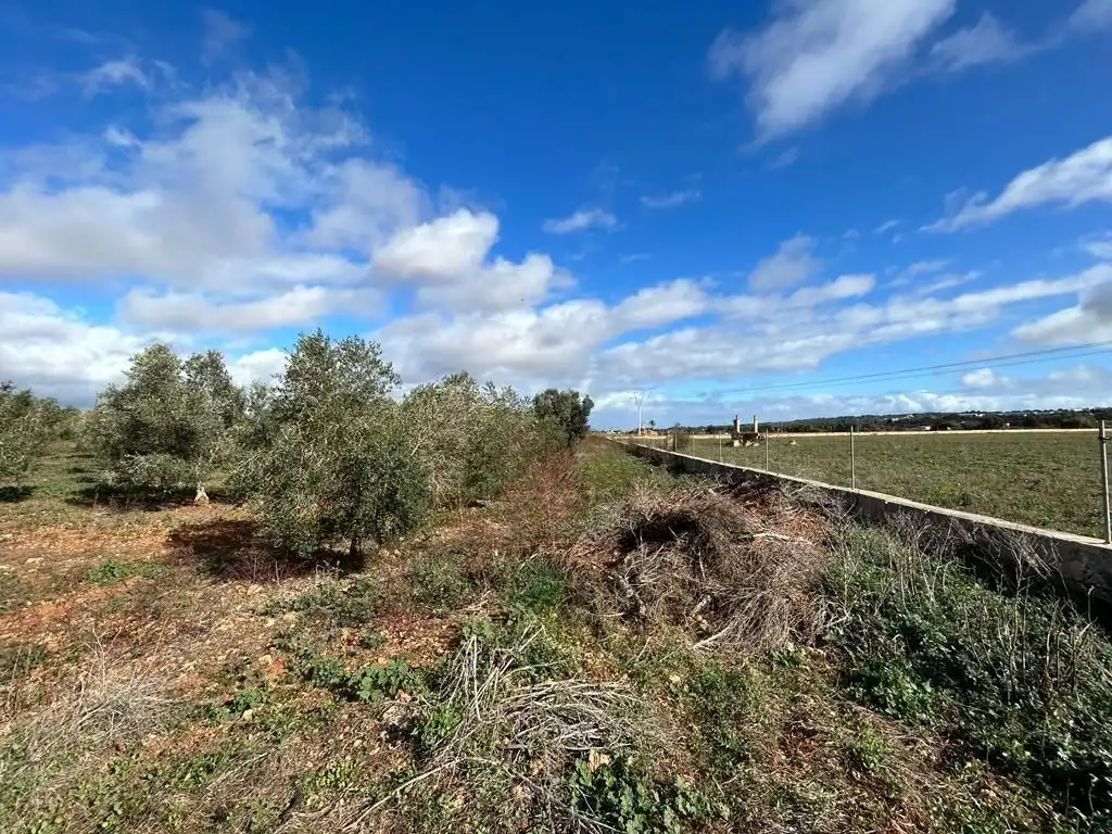 Rural land for sale in Sa Pobla, imagen 17