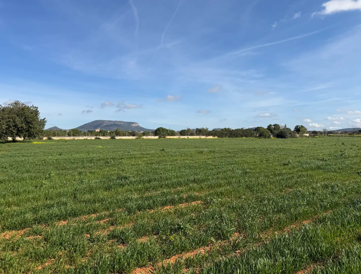 Terreno en venta en Llucmajor pueblo