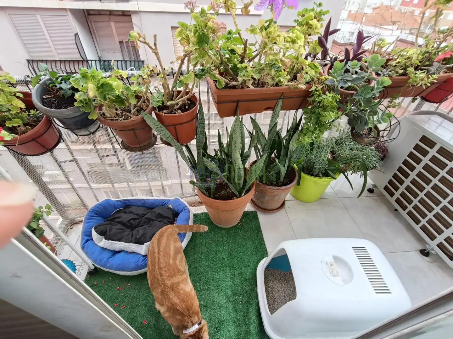 Flat with terrace for sale in Este, imagen 18