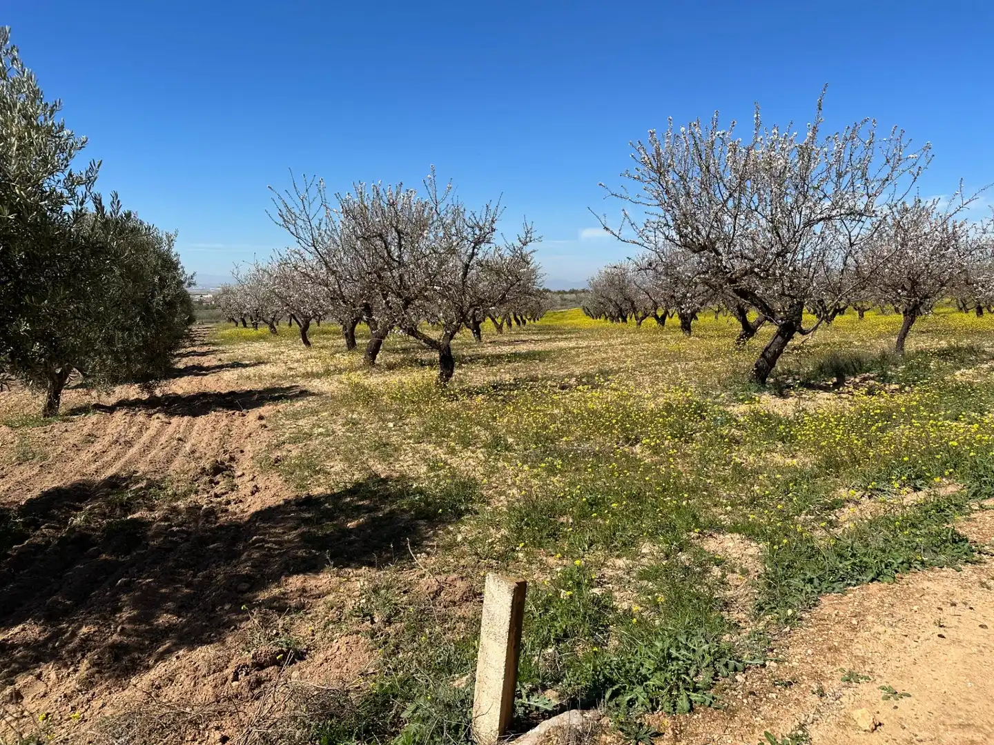 Terreno rustico in vendita a Dílar, imagen 6
