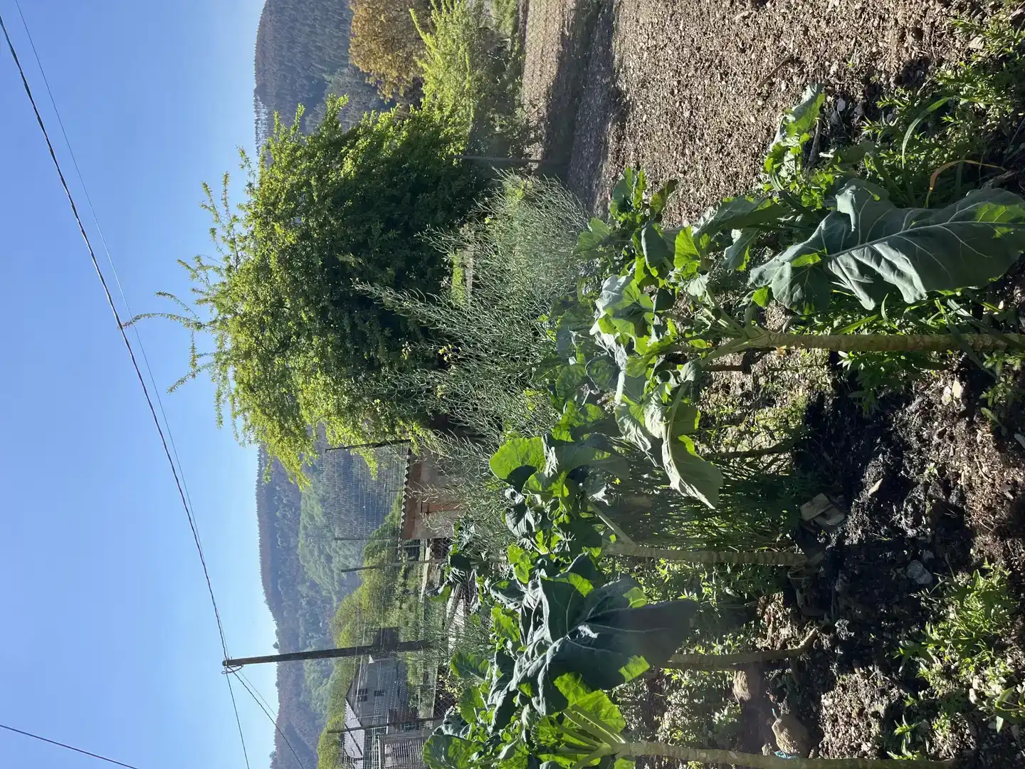 Jardín de Finca rústica en venta en Riotorto con Jardín privado