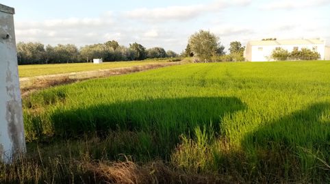 Finca de cultivo en Amposta. Terres del Ebre, imatge 5