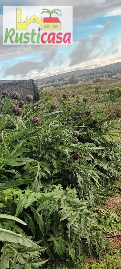Terreni e lotti in vendita a Sevilleja, imagen 16