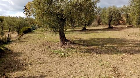 Foto 5 de Terreny en venda a Montefrange y Molinilla- Poligono 5, Arahal, Sevilla