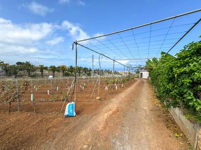 Finca rústica en venda en Tacoronte