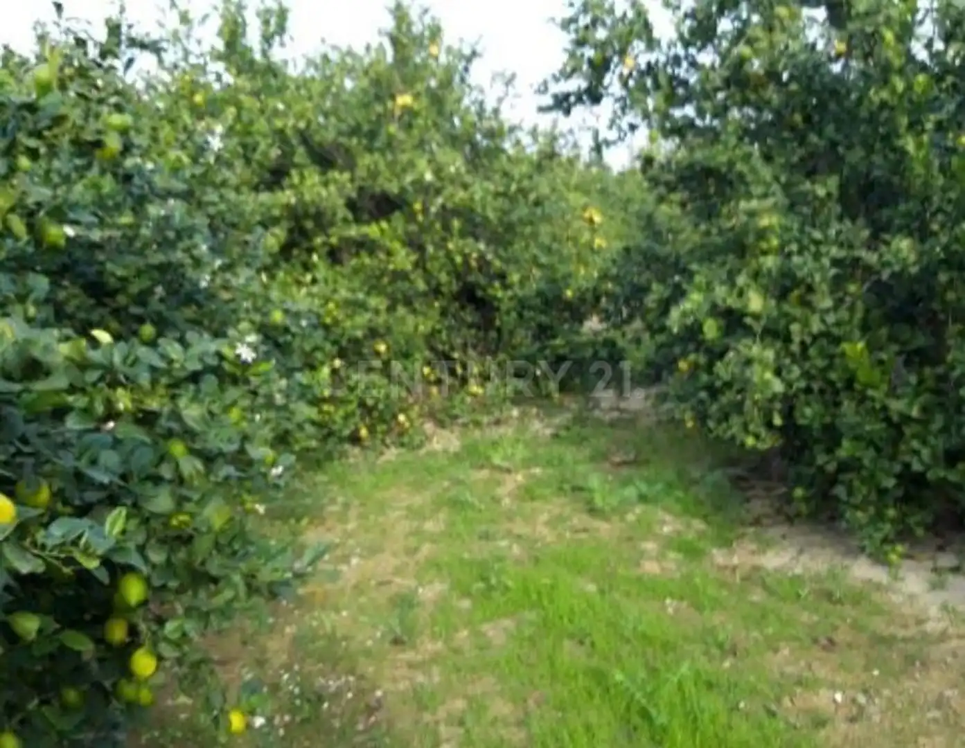 Terreno en venta en Camino de los Pinos, San José de la Vega