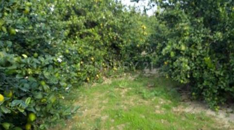 Photo 4 of Land for sale in Camino de Los Pinos, San José de la Vega, Murcia