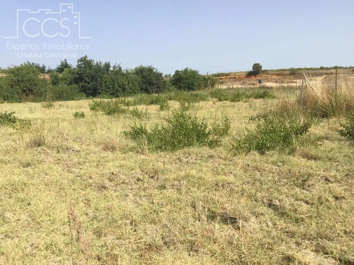 Terrain rustique à vendre à Almonte ciudad, imagen 22