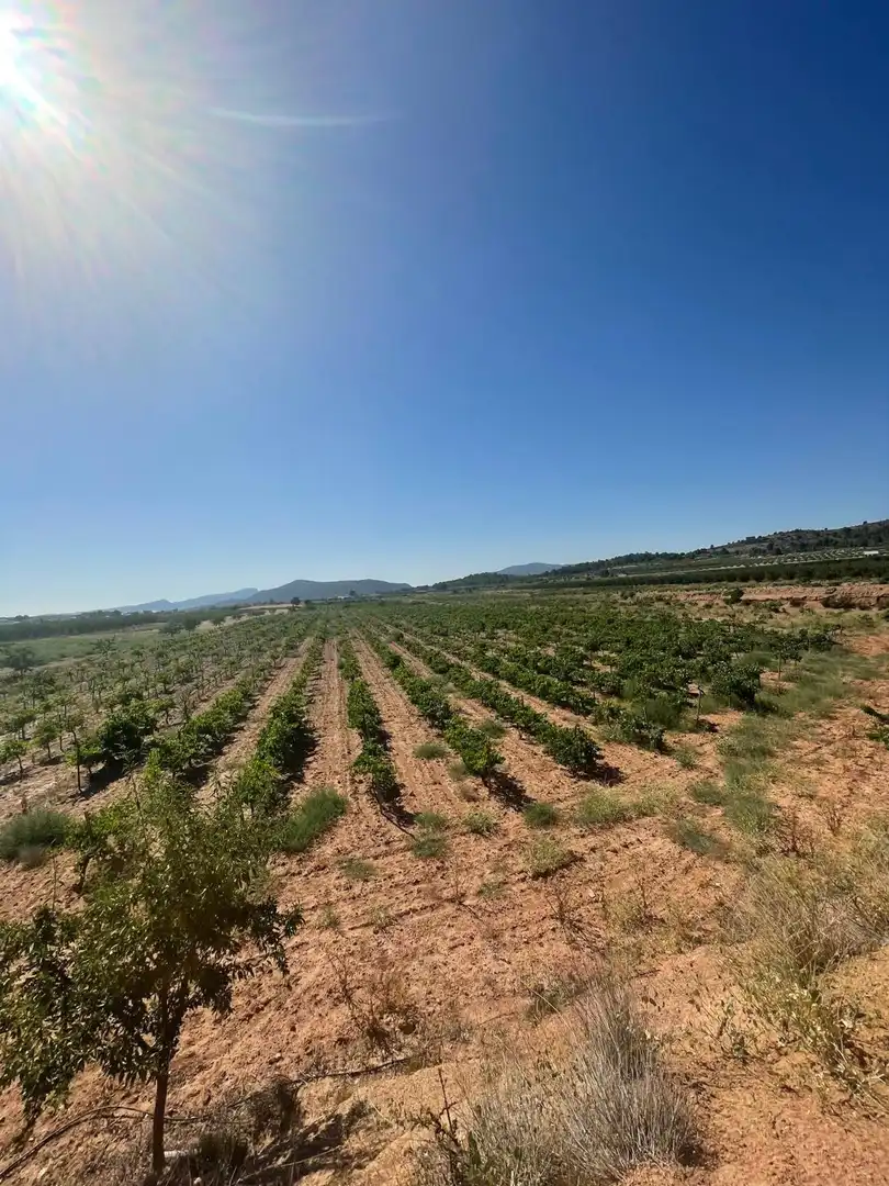 Terreno residencial en venta en El Pinós / Pinoso, imagen 28
