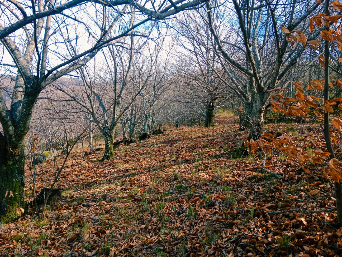 Terreni e lotti in vendita a Arroyomolinos de la Vera, imagen 23