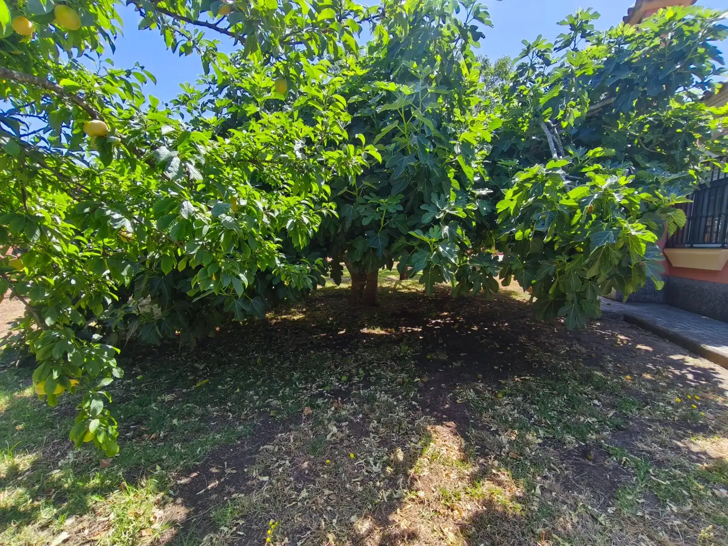 Chalet con piscina en venta en Los Franceses – La Vega, imagen 45