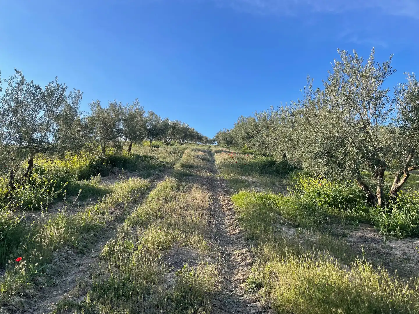 Finca rústica en venta en Montejícar