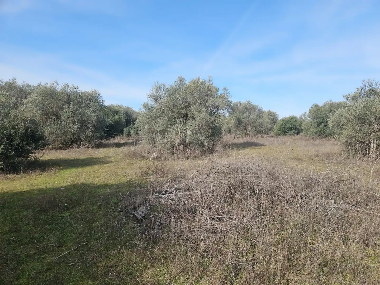 Rural land for sale in Diseminado Carril Toledano, imagen 3