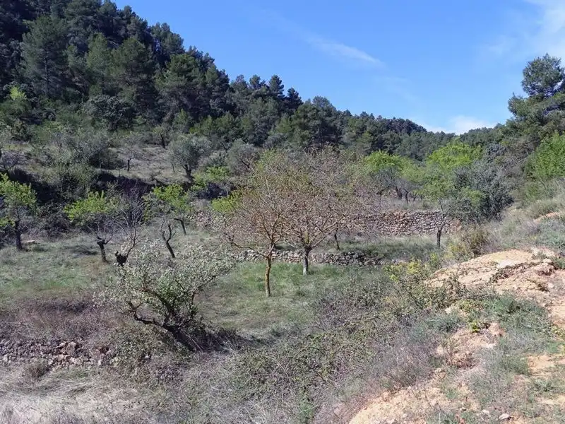 Finca rústica en venta en Beceite