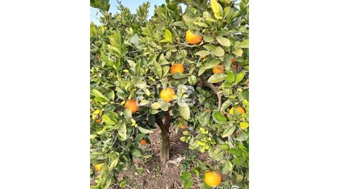 Finca Rustica  Venta Algemesí, imatge 2