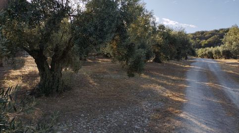 OLIVAR EN LAS CANTERAS BLANCAS DEL CHORRON, immagine 2