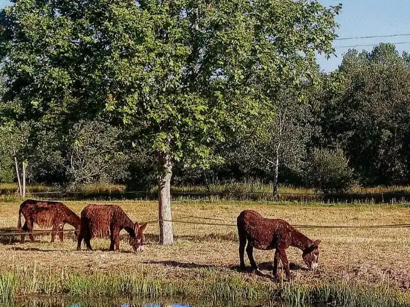 Vista exterior de Pis en venda en Santa Croya de Tera amb Jardí privat, Traster i Piscina