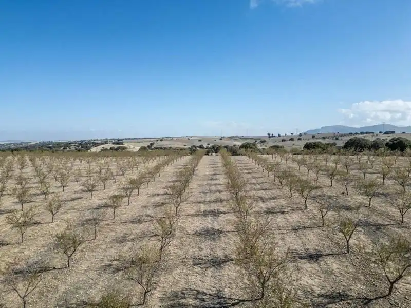 Land for sale in Alamedilla