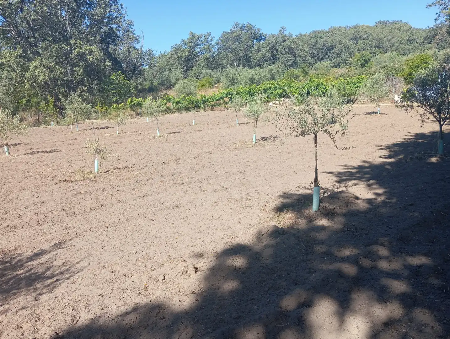 Terreni e lotti in vendita a Jarandilla de la Vera, imagen 7