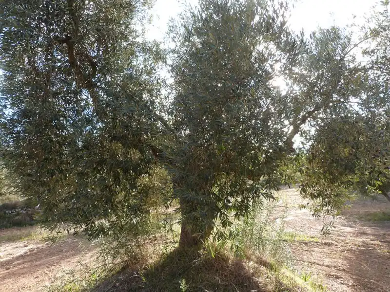 Jardín de Finca rústica en venta en Valjunquera