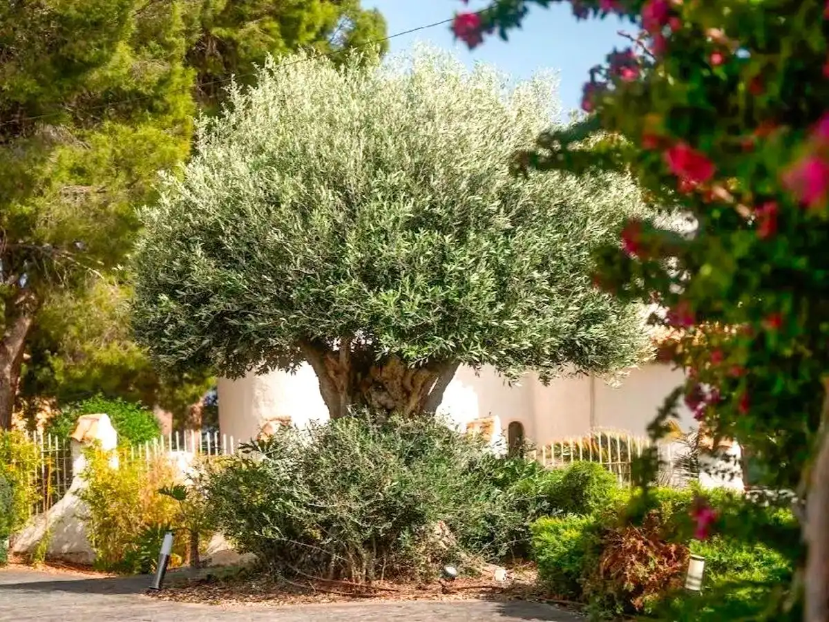 Jardín de Casa o chalet en venta en Altea con Aire acondicionado, Calefacción y Jardín privado