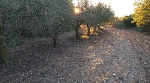 Terreno rústico en venta , imatge 4