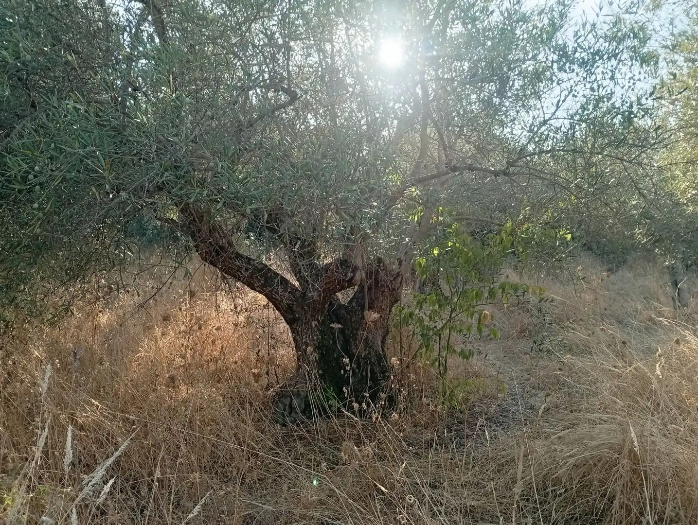 Terreni e lotti in vendita a Villanueva de la Vera, imagen 3
