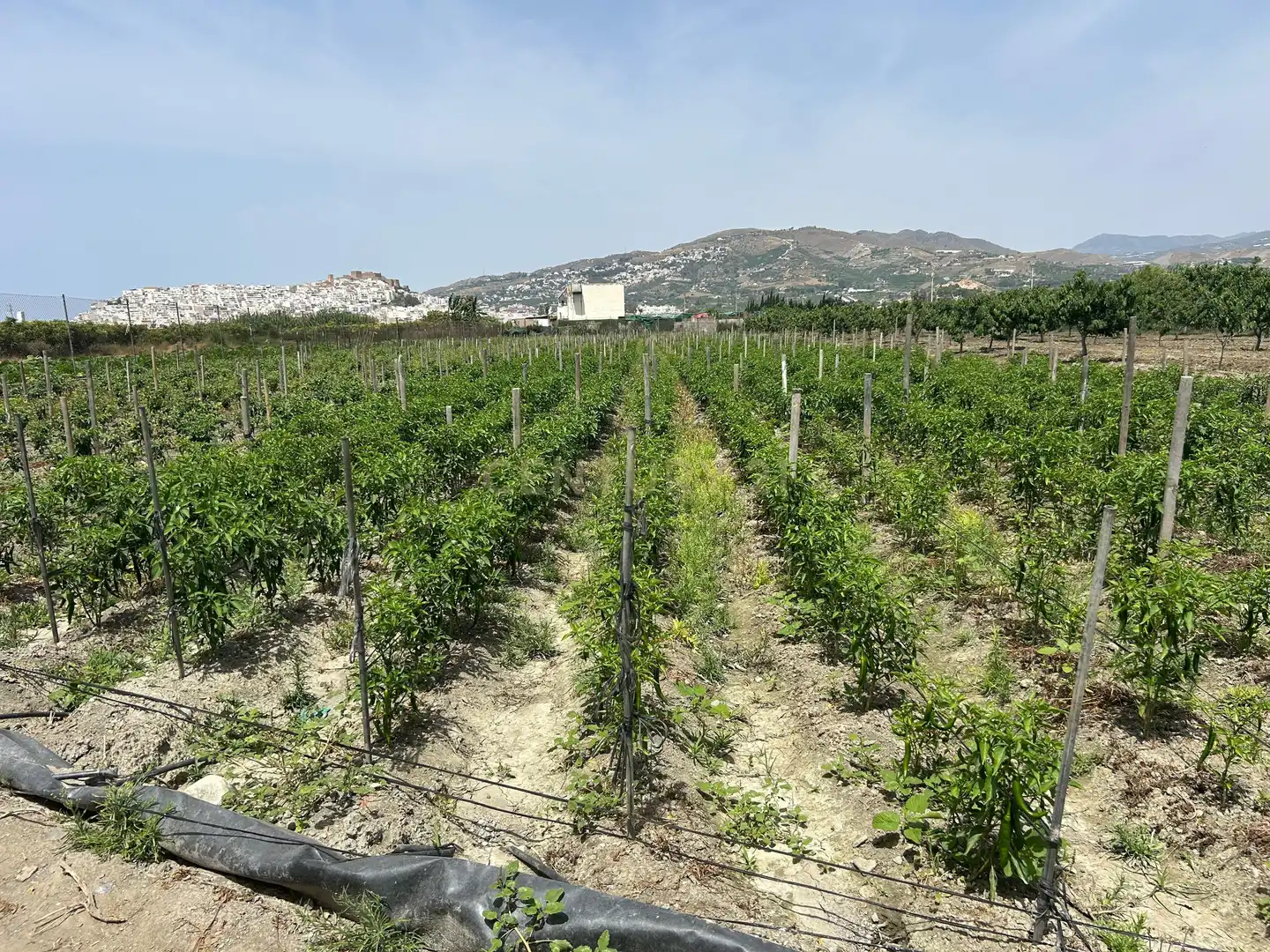 Terreny rústic en venda a PCQH+V2 Salobreña, Spain