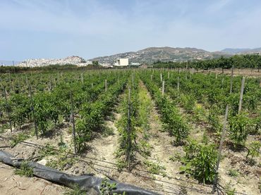 Terreno rustico in vendita a PCQH+V2 Salobreña, Spain