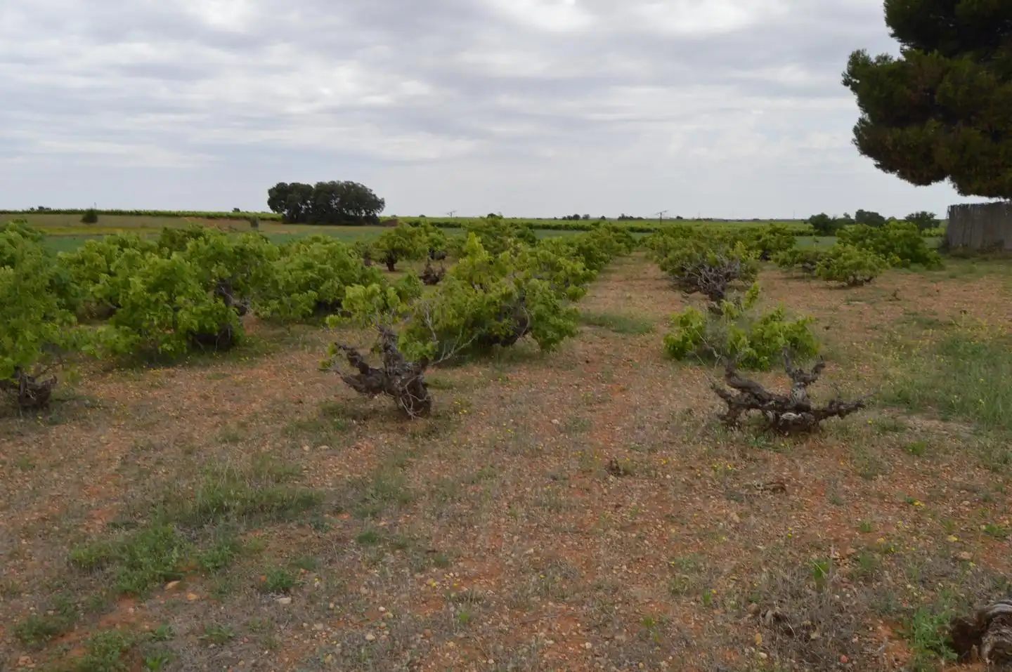 Terreni e lotti in vendita a Paraje Pozo Duende, imagen 11