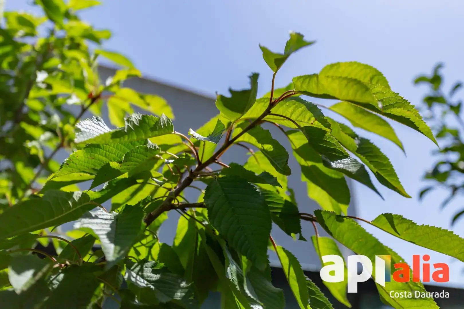 Jardí de Casa o xalet en venda en Salou amb Calefacció, Jardí privat i Terrassa