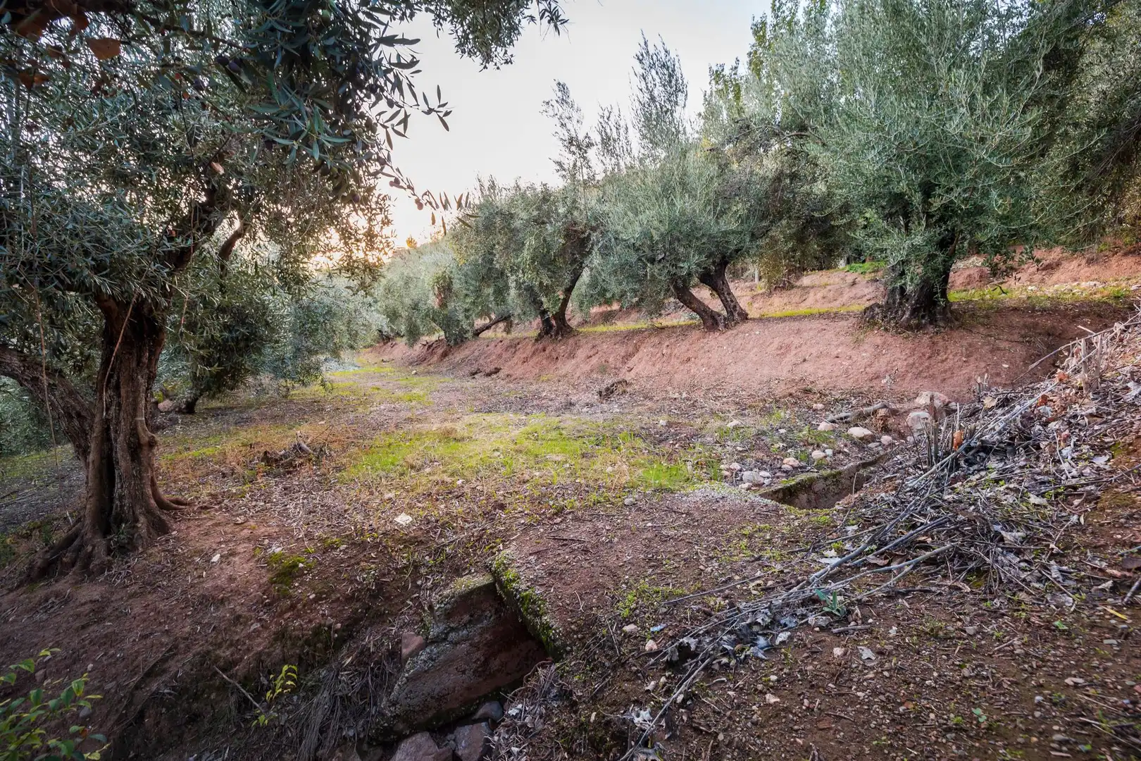 Casa o xalet en venda en Cogollos de la Vega
