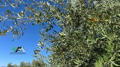 Terreno en venta en El Gordal, Baeza, immagine 2