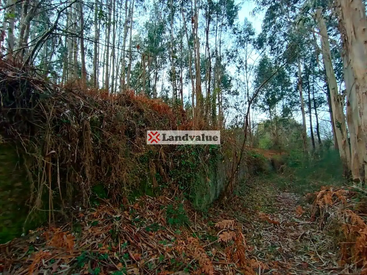 Rural land for sale in Polígono 166, Parcela 65, imagen 7