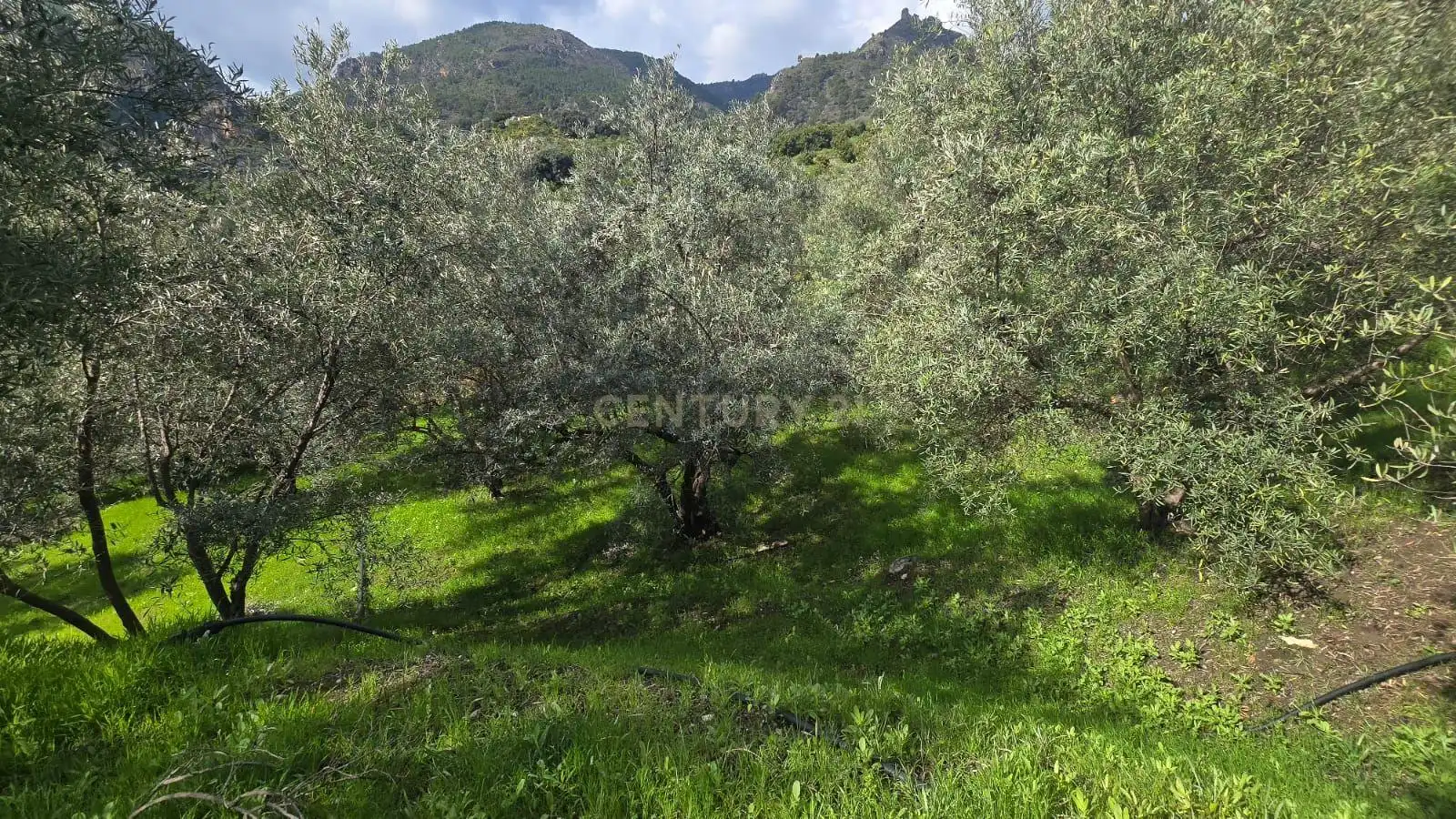 Terreno rustico in vendita a Polígono 11 Parcela 117 EL CERRILLAR. LOS GUAJARES (GRANADA), imagen 5