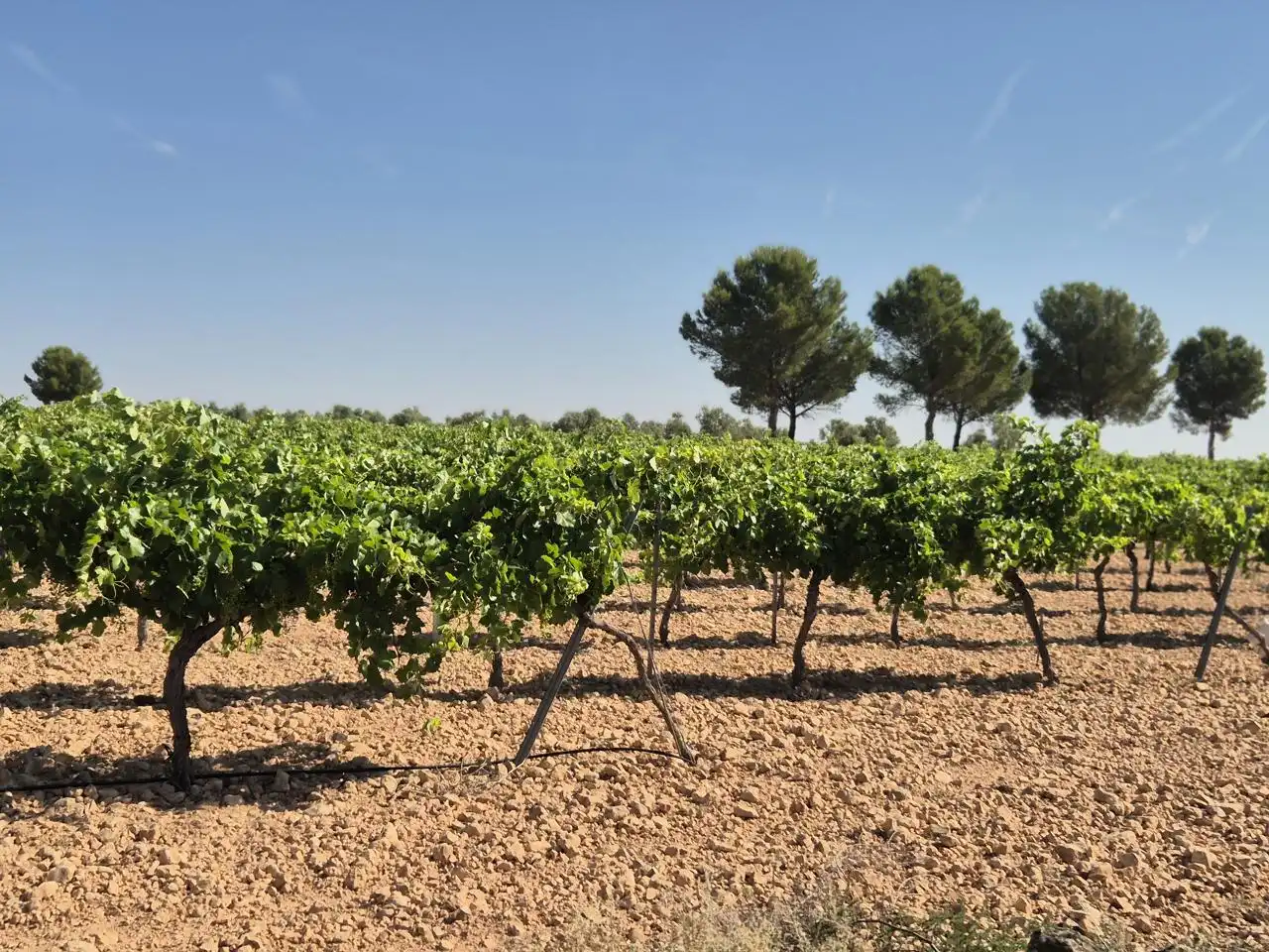 Terreno rustico in vendita a Las Colinas, imagen 17