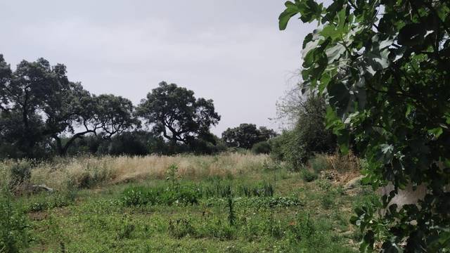 Terreno residencial en Venta en Alcolea