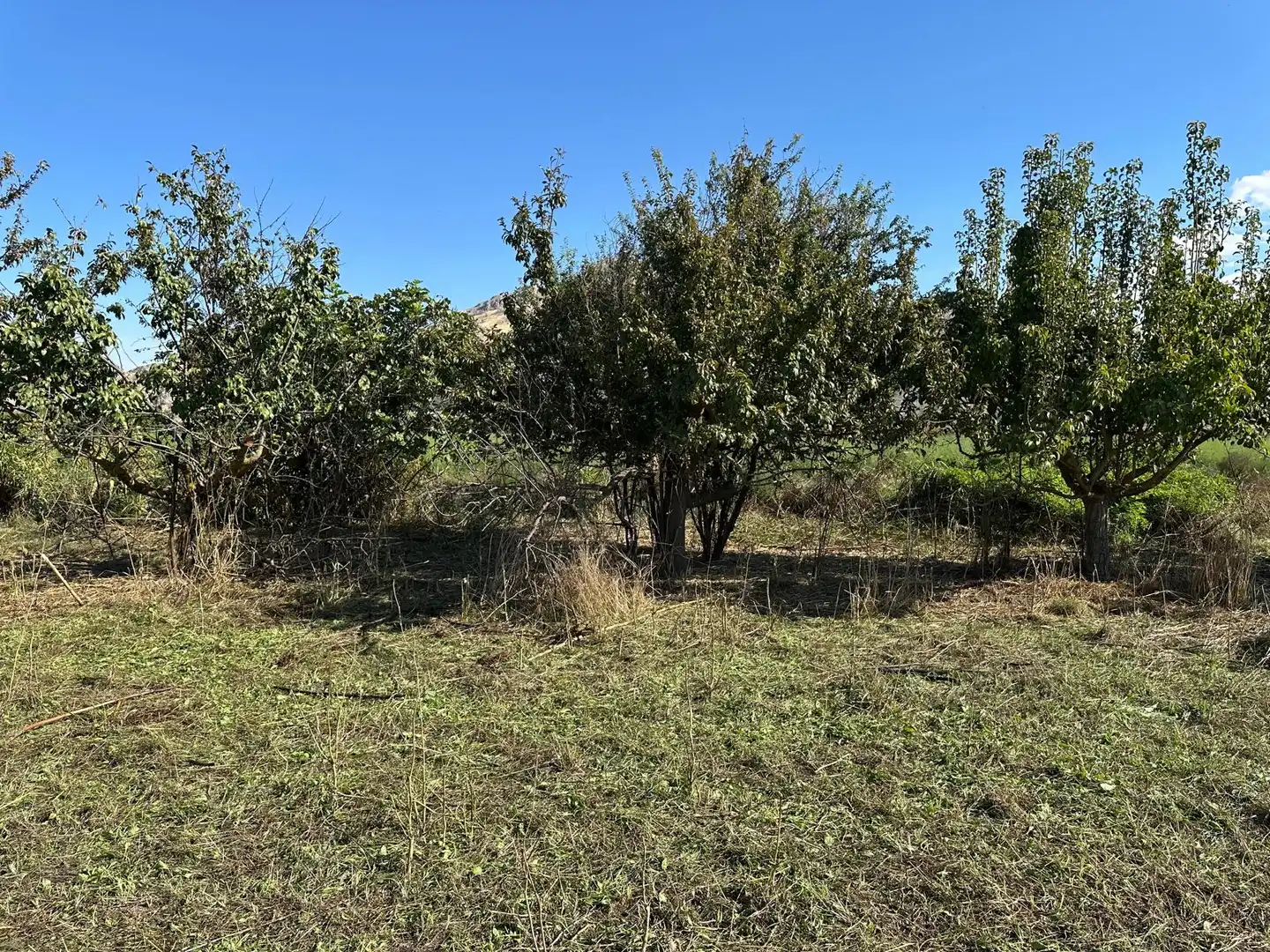 Finca rústica en venda en Fuente Vaqueros, Granada