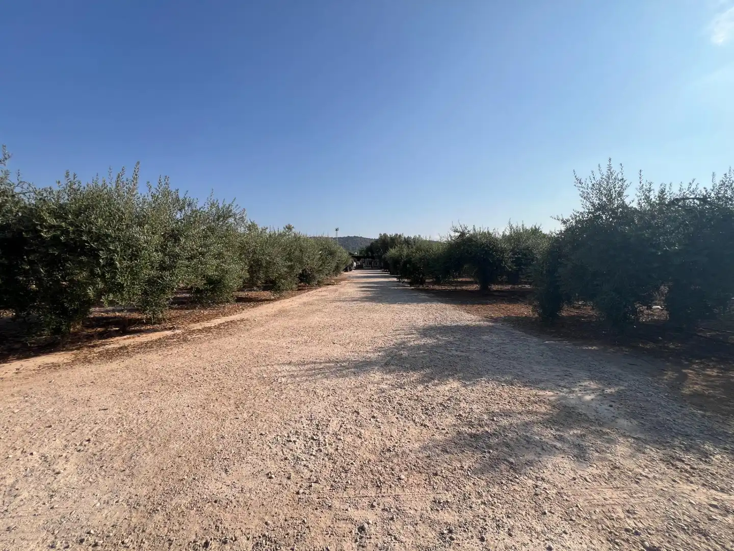 Finca rústica en venta en Alcanar, Tarragona